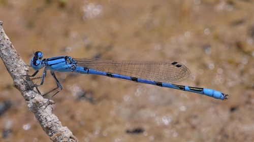 Male
15 July 2016 UT, Tooele Co.